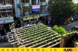 زندگی مرد هندی با 4 هزار طوطی+تصاویر