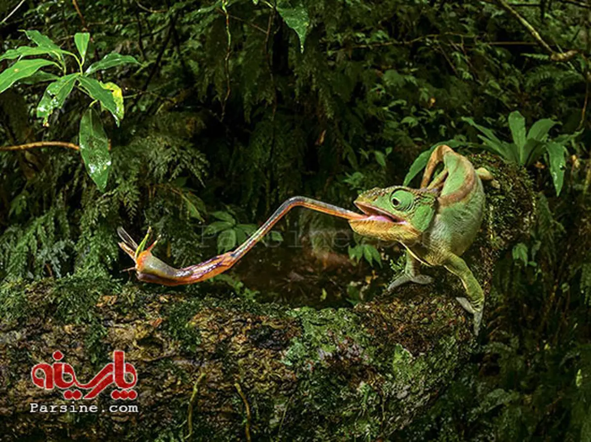 عکس: شلاق زبان