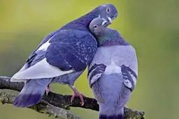 تصاویری دیدنی از عاشقانه های حیوانات مختلف