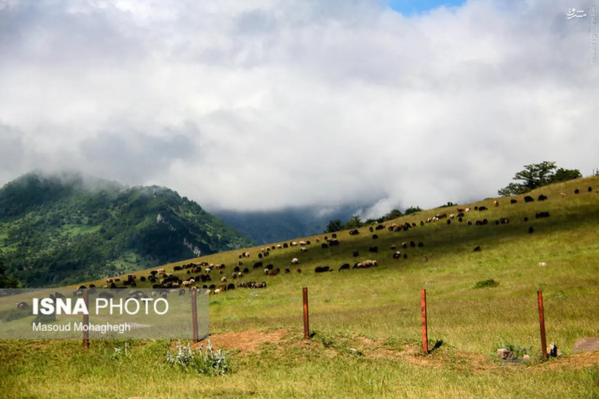 طبیعت زیبای جنگل اَبر/تصاویر