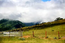 طبیعت زیبای جنگل اَبر/تصاویر