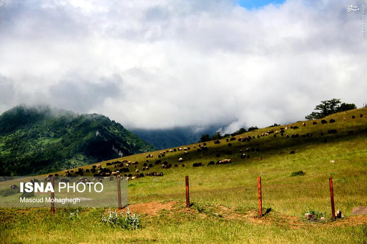 طبیعت زیبای جنگل اَبر/تصاویر