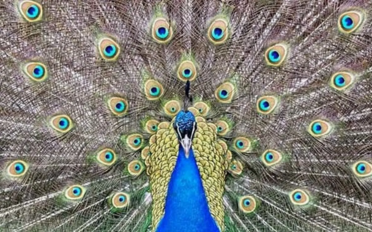 خودنمایی خارق‌العاده یک طاووس در باغ‌وحش آلمان