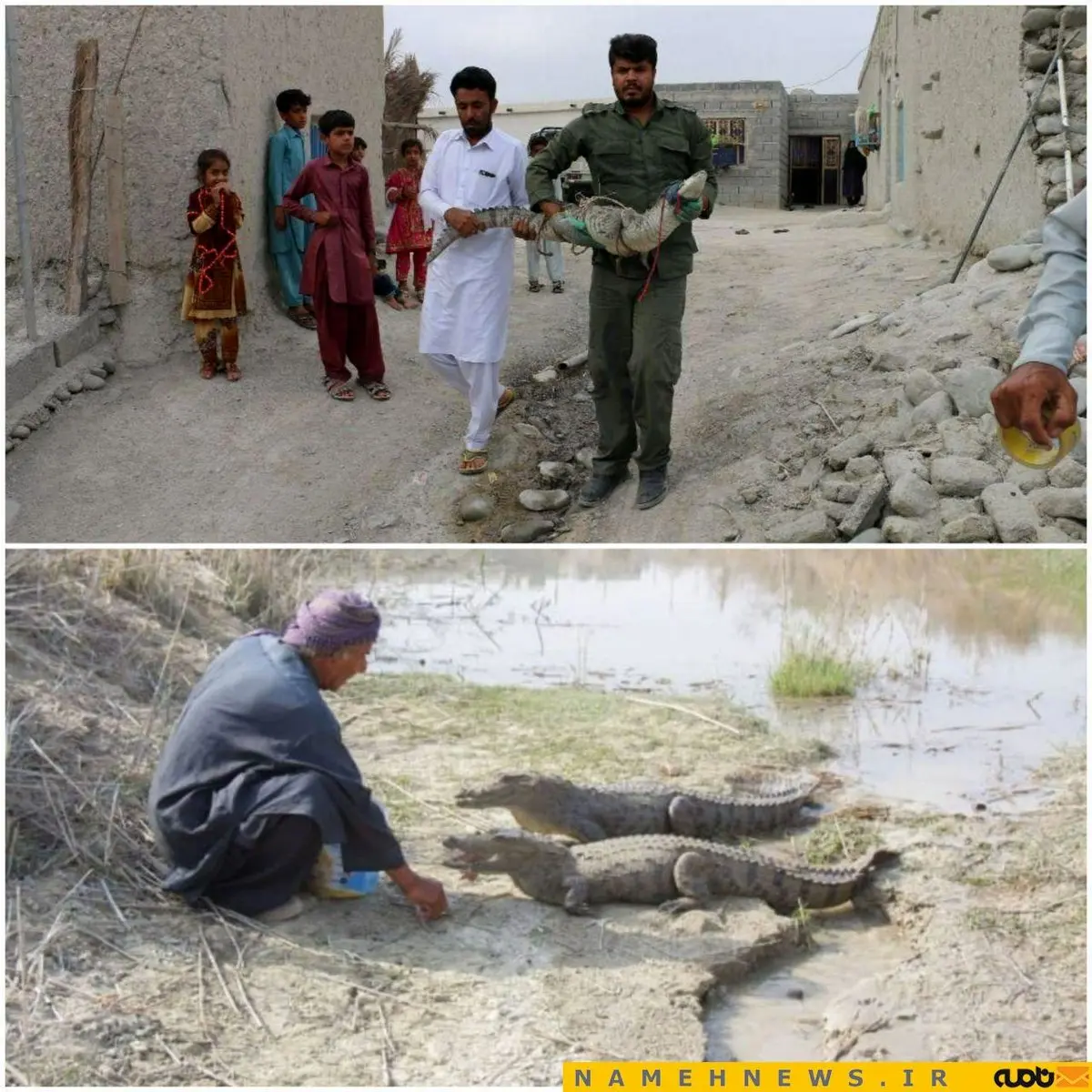 حمله ی گاندو در سیستان و بلوچستان +عکس