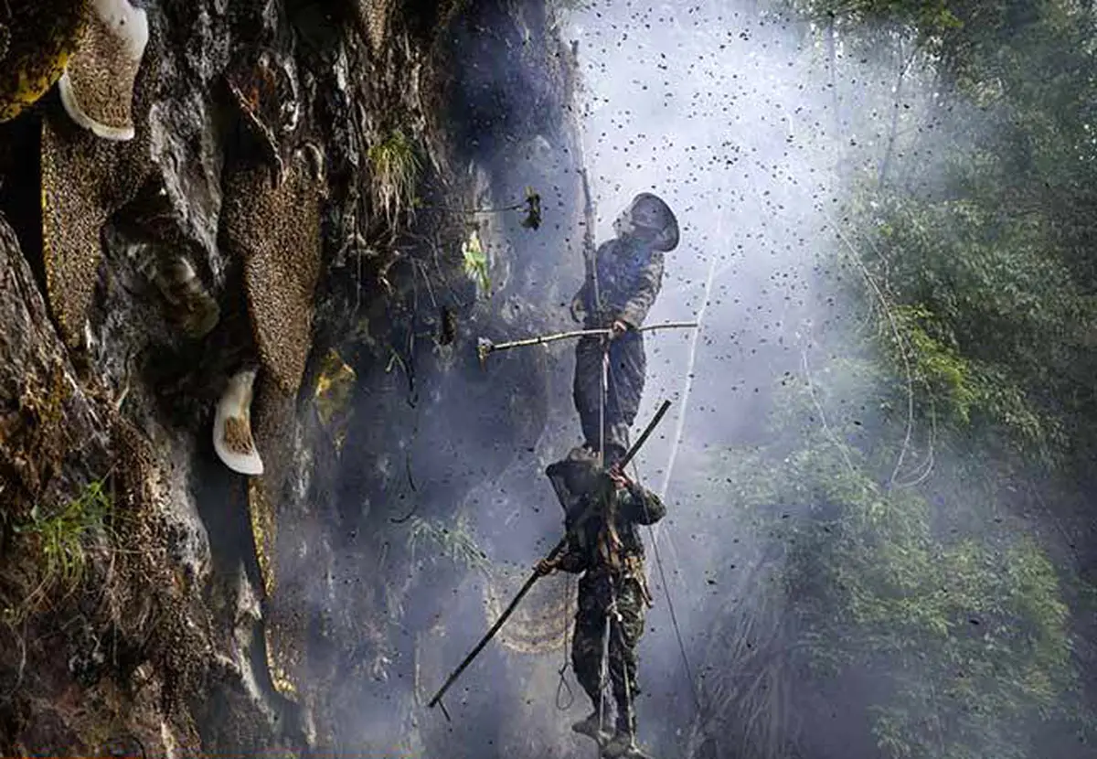 تصاویر/ نبرد با بزرگترین گونه زنبور عسل در جهان برای به دست آوردن عسل صخره ای