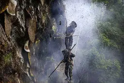 تصاویر/ نبرد با بزرگترین گونه زنبور عسل در جهان برای به دست آوردن عسل صخره ای