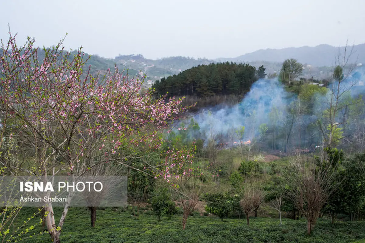 ‌باران به داد جنگل‌های گیلان رسید