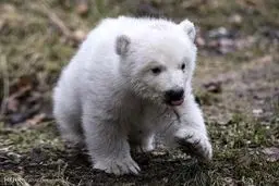 حرکات موزون بچه خرس بامزه در باغ وحش!/تصاویر