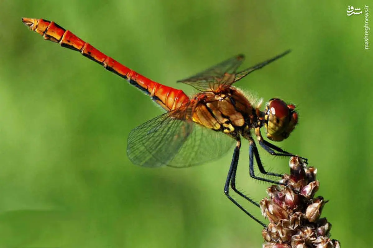 جانوری که 24 ساعت عمر دارد/ عکس