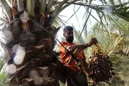 تصاویر / برداشت زودهنگام خرماهای صادراتی