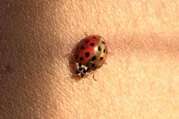 تصویری زیبا ؛ نیمی قرمز نیمی طلایی