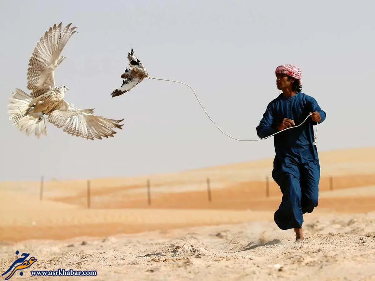 آموزش پرندگان شکاری توسط اعراب/عکس