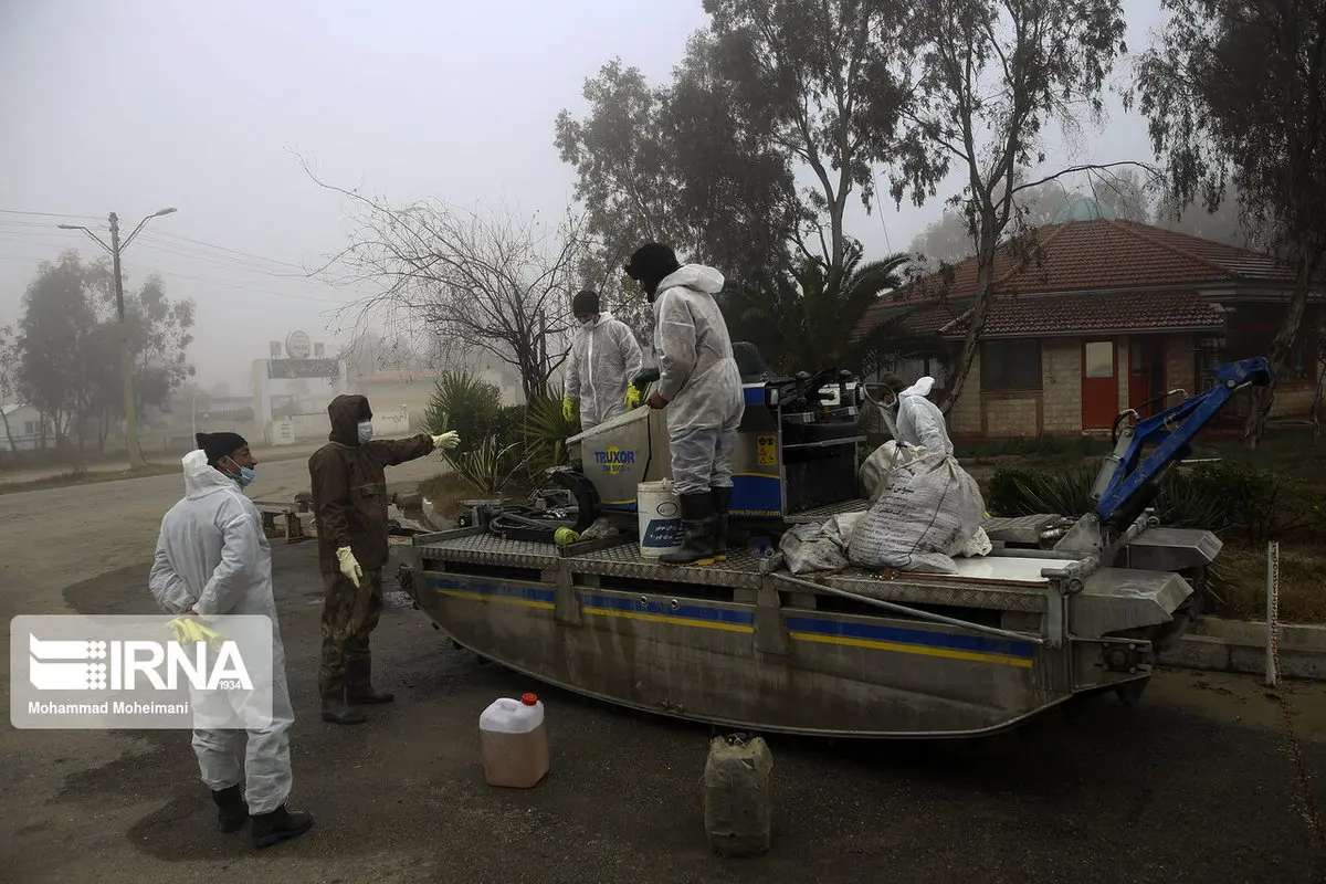 ادامه تراژدی مرگ مشکوک پرندگان در تالاب میانکاله+عکس‌ها