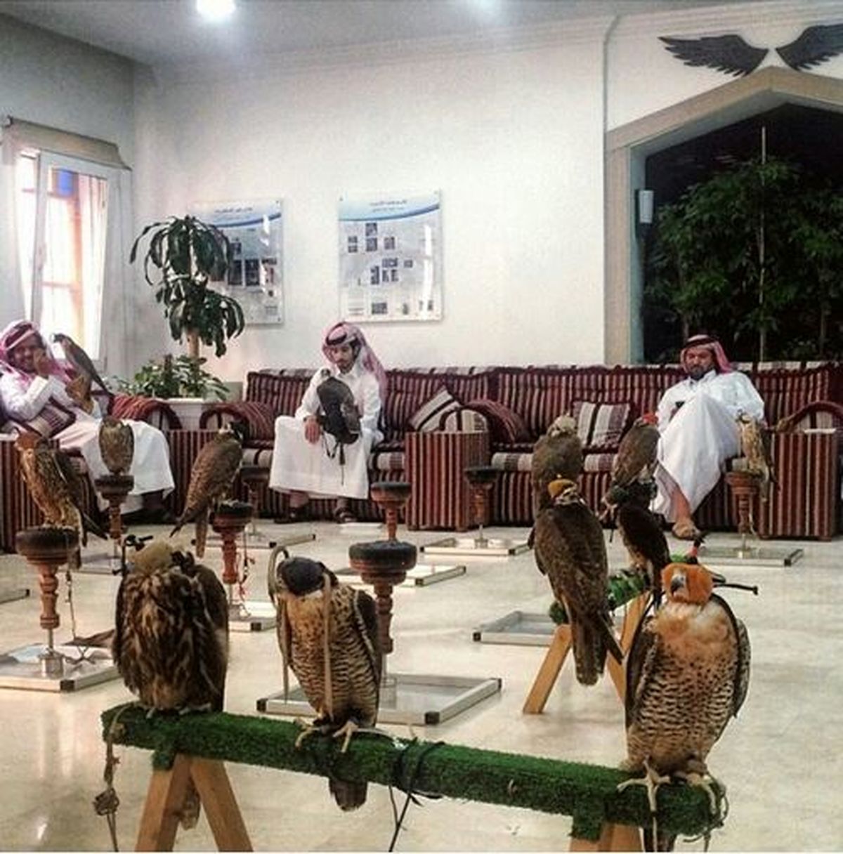 بیمارستان «شاهینها» در قطر