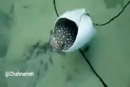 کمک متخصصان دریایی به سفره ماهی در زایمان را ببینید