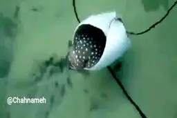 کمک متخصصان دریایی به سفره ماهی در زایمان را ببینید