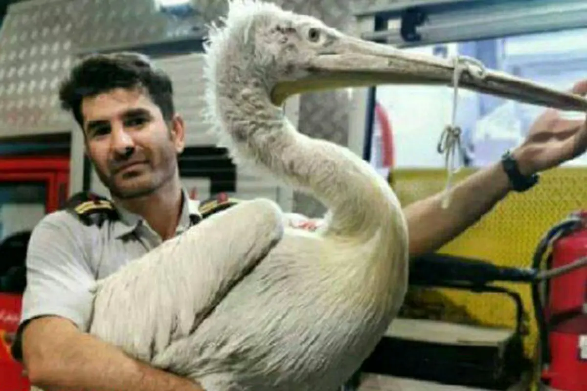 فرود پلیکان عظیم الجثه در یک خانه در حوالی تهران!  + عکس