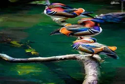 تصاویری از پرنده‌ای شگفت‌انگیز در شرق آسیا