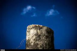 تصاویر نگران کننده از حال این روزهای چنارهای خیابان ولیعصر (عج)