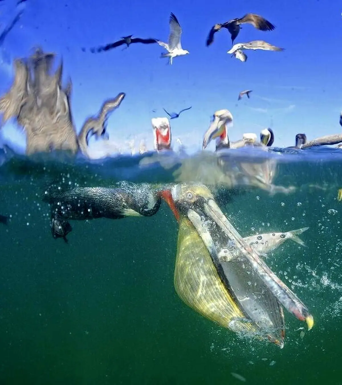 آخرین لحظات عمر یک ماهی/ عکس