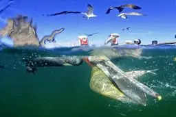 آخرین لحظات عمر یک ماهی/ عکس