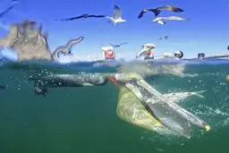 آخرین لحظات عمر یک ماهی/ عکس