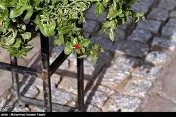 باز هم نمایشگاه گل، اینبار فقط گل داوودی /گزارش تصویری