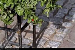 باز هم نمایشگاه گل، اینبار فقط گل داوودی /گزارش تصویری