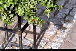 باز هم نمایشگاه گل، اینبار فقط گل داوودی /گزارش تصویری