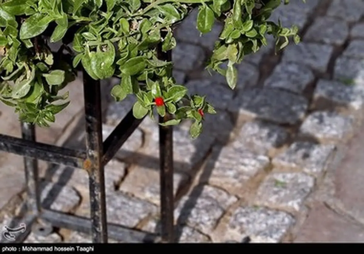 باز هم نمایشگاه گل، اینبار فقط گل داوودی /گزارش تصویری