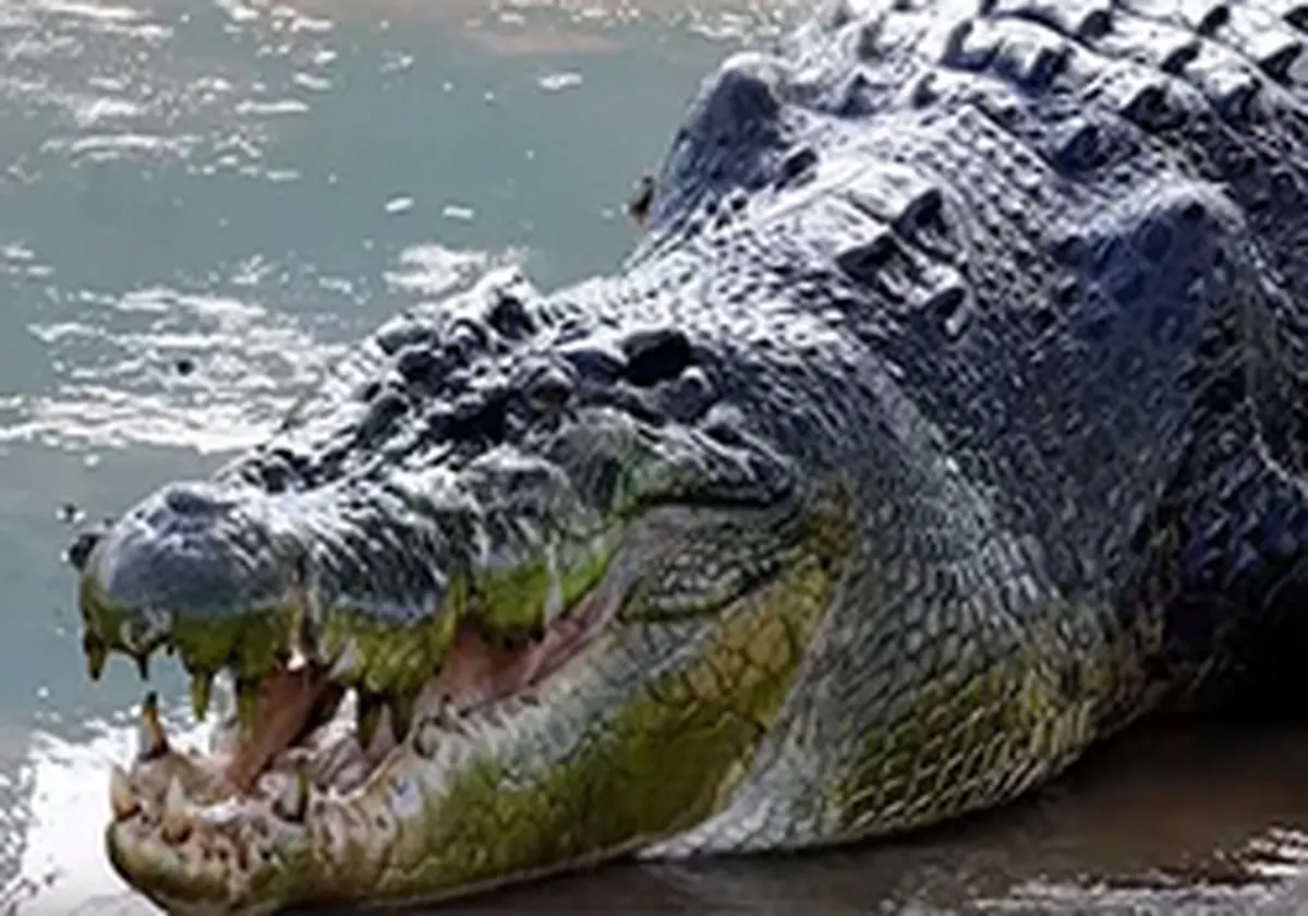 لحظه وحشتناک گاز گرفتن سر نگهبان باغ وحش توسط تمساح + فیلم