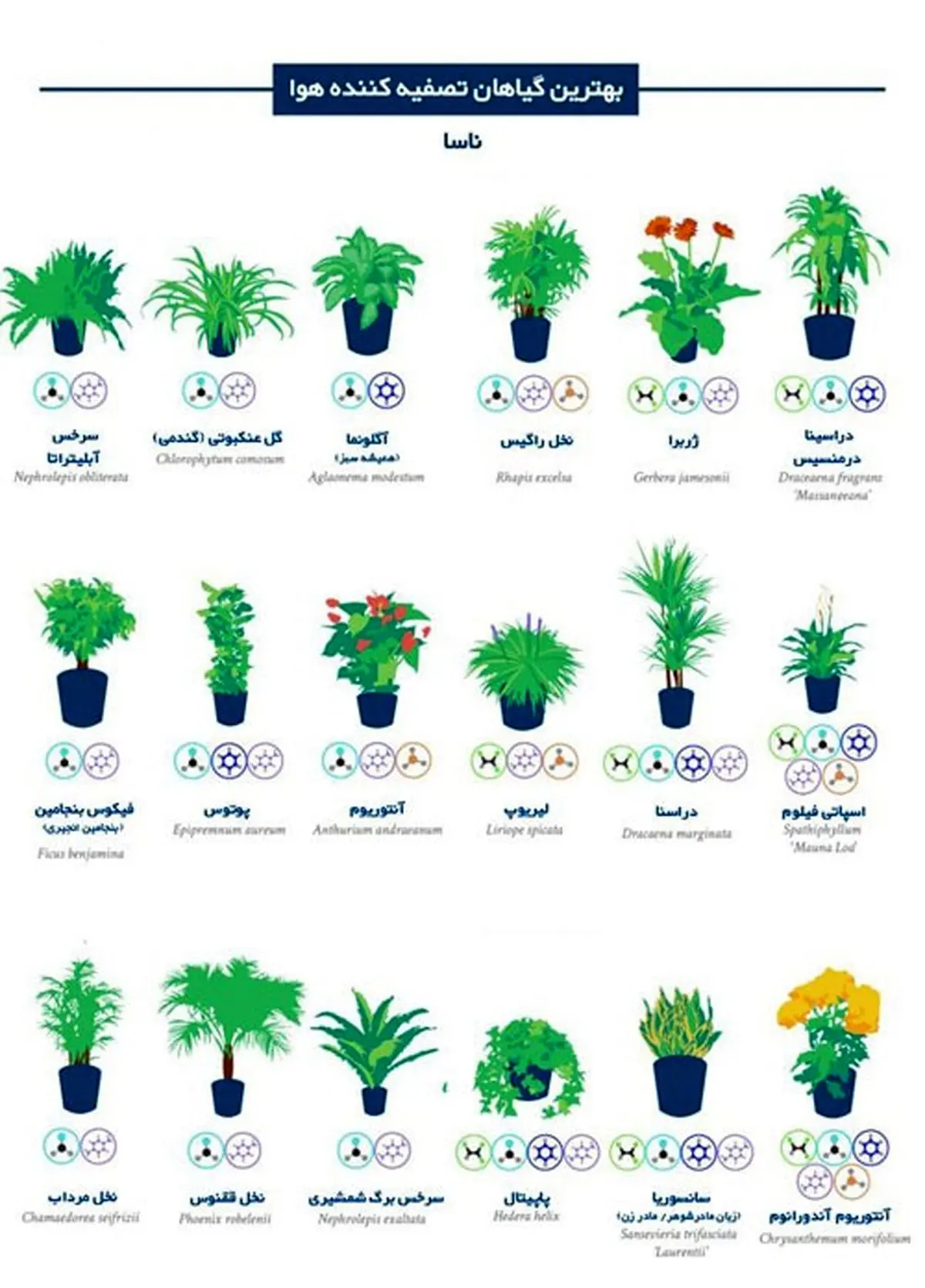 بهترین گیاهانی که با آنها می‌توانید هوای خانه و محل کارتان را تصفیه کنید/فهرست تحقیقاتی ناسا