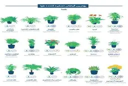 بهترین گیاهانی که با آنها می‌توانید هوای خانه و محل کارتان را تصفیه کنید/فهرست تحقیقاتی ناسا