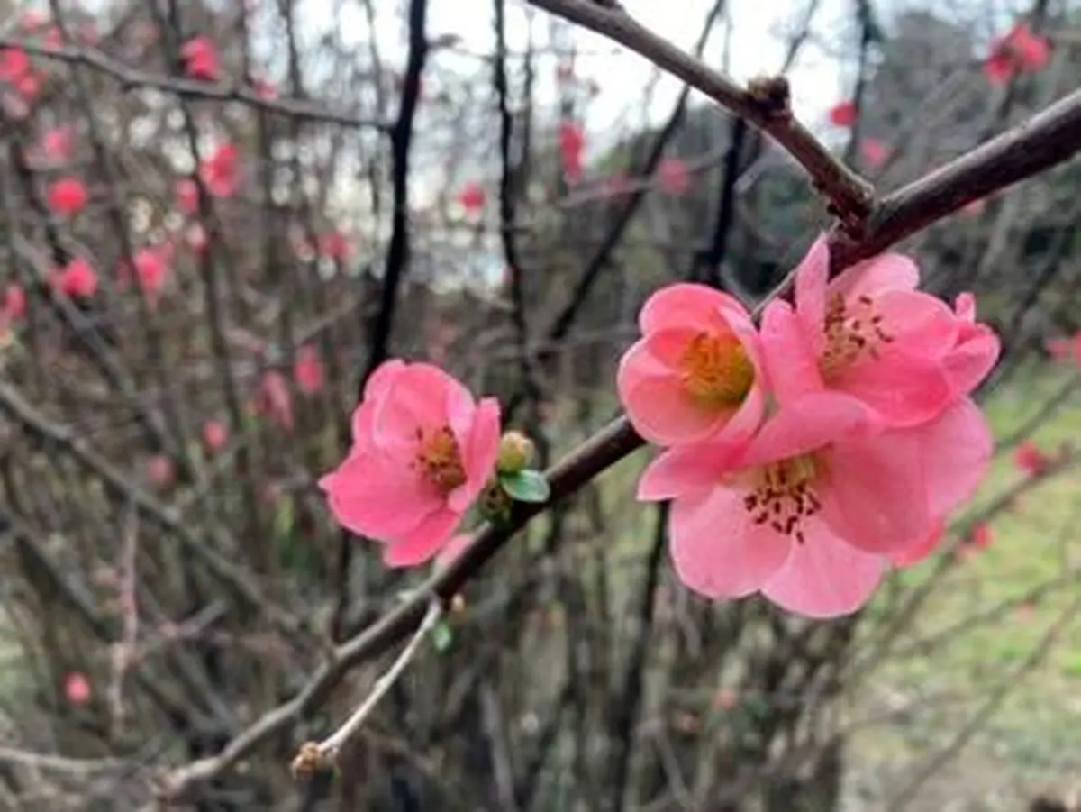 زیباترین عکس‌ها از شکوفایی گل‌های میموزا و ماگنولیا در شهر سوچی روسیه