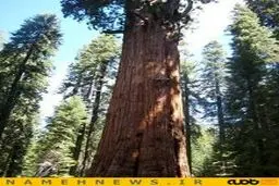 پیرترین موجود زنده جهان با 2700 سال سن+تصاویر