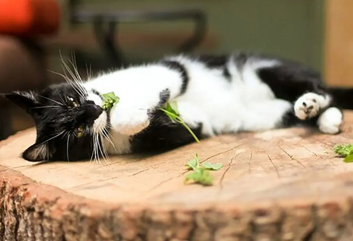 راز عشق گربه‌ها به نوعی "نعناع"  کشف شد!