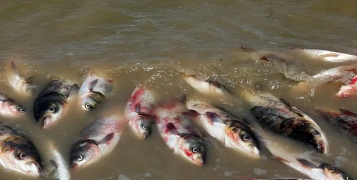 مرگ ماهی‌ها در خوزستان به دلیل شوری آب / تصاویر