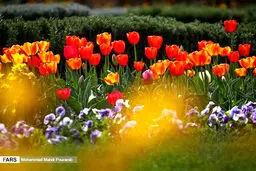 تصاویر زیبا از جشنواره گل لاله در کرج