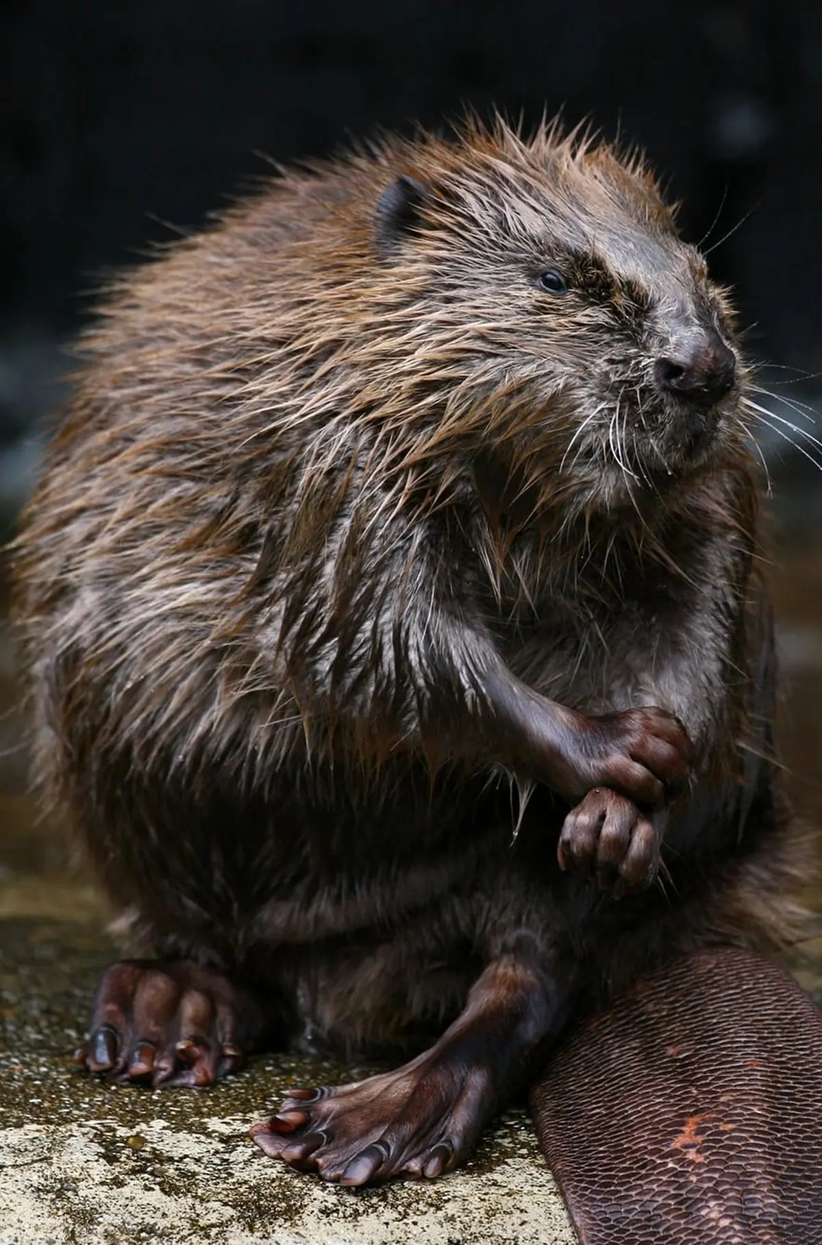 تصاویر | دیدنی‌های حیات وحش در هفته‌ای که گذشت