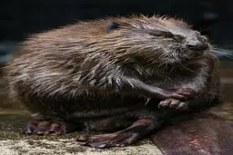 تصاویر | دیدنی‌های حیات وحش در هفته‌ای که گذشت