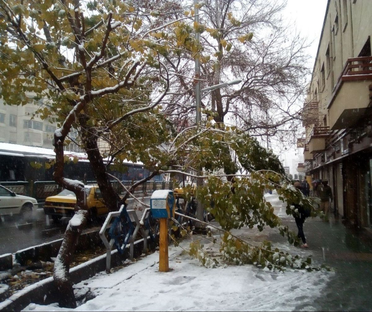 عکس / شکستگی شاخه برخی از درختان در تهران و انسداد معابر در پی بارش برف