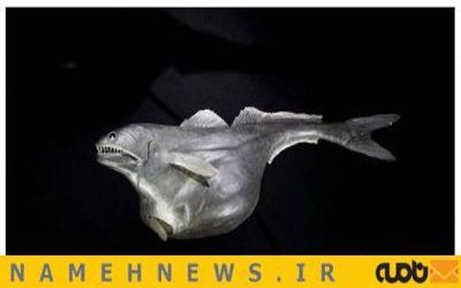 این ماهی لقمه بزرگ تر از دهانش برمی دارد+تصاویر