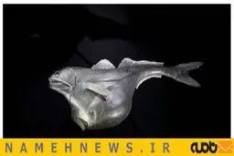 این ماهی لقمه بزرگ تر از دهانش برمی دارد+تصاویر