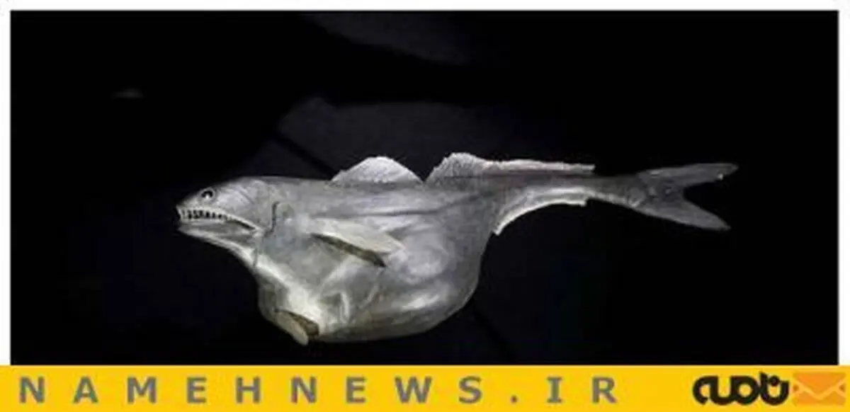 این ماهی لقمه بزرگ تر از دهانش برمی دارد+تصاویر