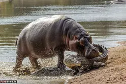 (تصاویر) حمله اسب‌آبی به کروکودیل