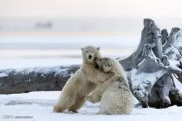 تصاویر دیدنی از بچه خرس های قطبی بازیگوش