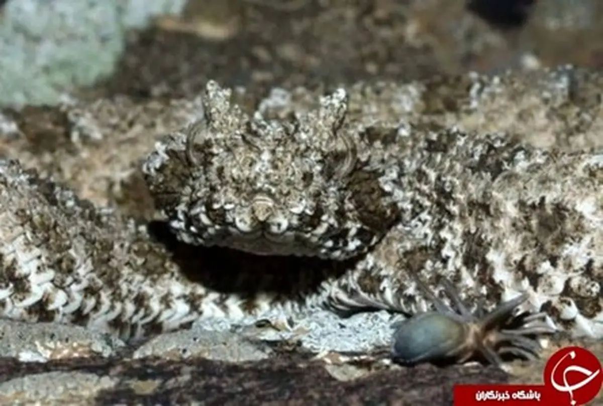 ترسناک ترین مار دنیا +عکس