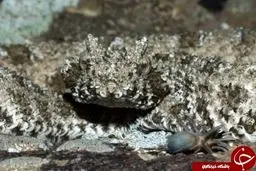 ترسناک ترین مار دنیا +عکس