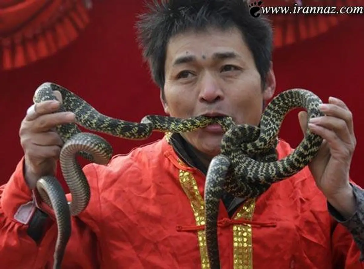 عکس / مرد چینی که مار می خورد!