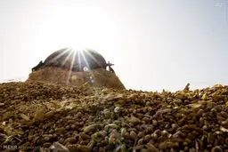 عکس/ برداشت طلا در ایران